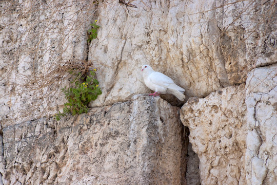 Notes at the crack of the Wailing Wall and a sparrow.
