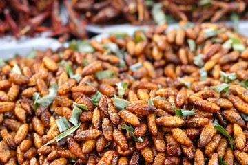 fried silk worms in the market