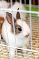 White brown rabbits in a cage.