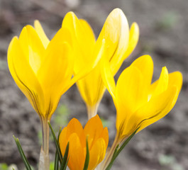 Yellow crocuses blooming in early spring