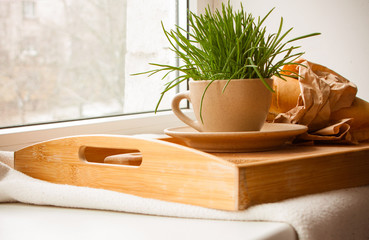 Tray with grass on the window sill
