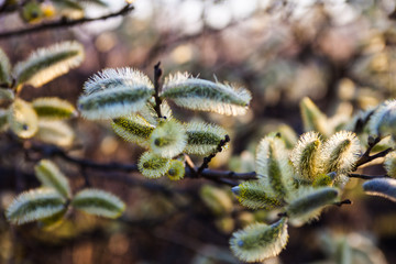 Flowering catkins of a willow