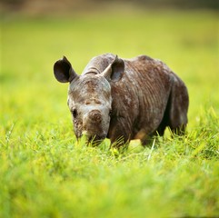 rhino