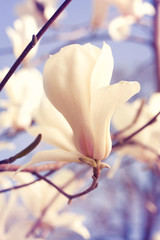 Plakat Spring. Magnolia flowers.