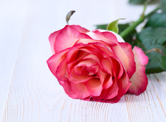 Rose. Floral background for congratulations. Selective focus