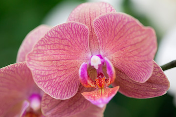 Fototapeta na wymiar Beautiful purple orchid - phalaenopsis.