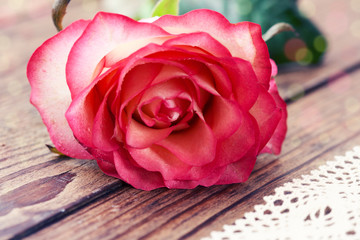 Rose. Floral background for congratulations. Selective focus