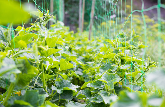 Cucumber's creeping vines and green leaves
