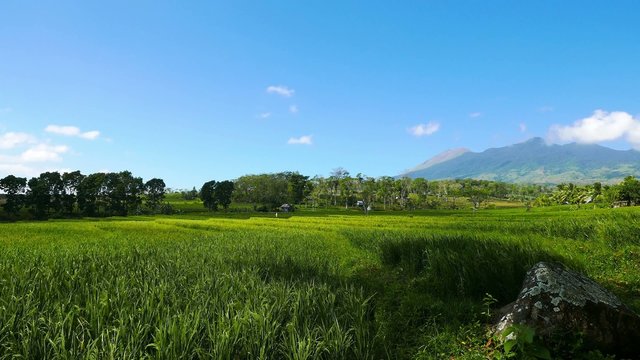 Canlaon Volcano View from Rice Paddies 04