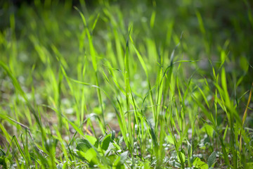 Green grass background