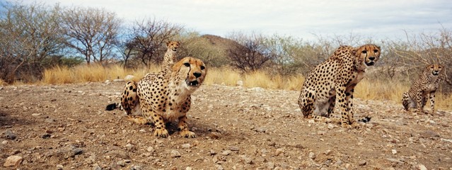cheetah © gi0572