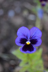 Violet flower with yellow center