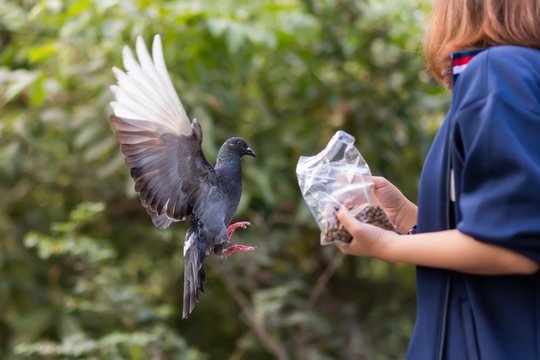 Pigeon feeding