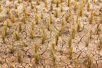 Dry rice field