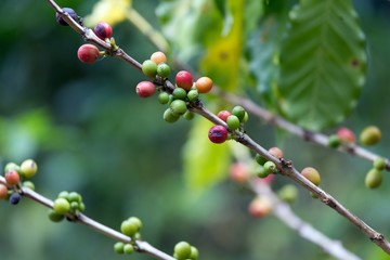 Coffee berries