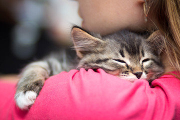 portrait of a cute kitten sleeping on her shoulder