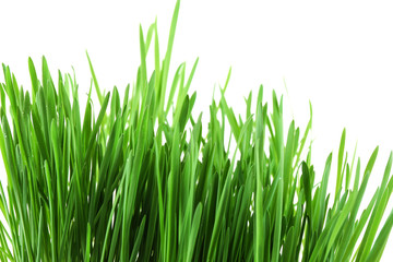 Fototapeta na wymiar Fresh green grass isolated on white