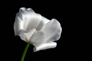 Fototapeta na wymiar Beautiful white tulip on black background