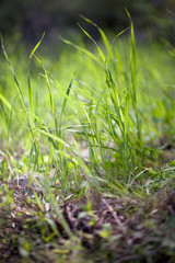 Green grass background