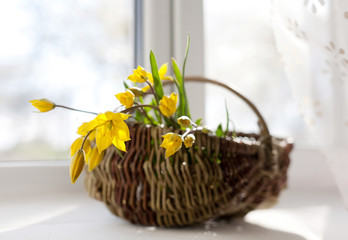 Wicker basket with  yellow spring flowers
