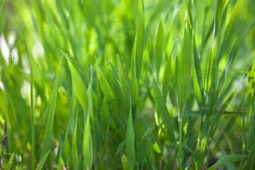Green grass background