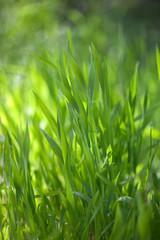 Green grass background