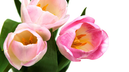 Obraz na płótnie Canvas pink colored tulip flowers