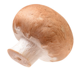Champignon braun