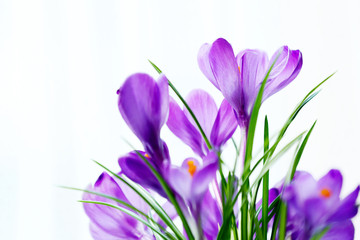 Beautiful crocus flowers on curtain background