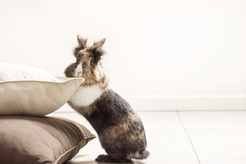 Rabbit is leaning against the pillows on the floor - obrazy, fototapety, plakaty