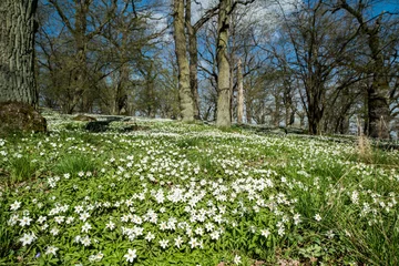 Foto op Plexiglas Lente Early spring in Sweden