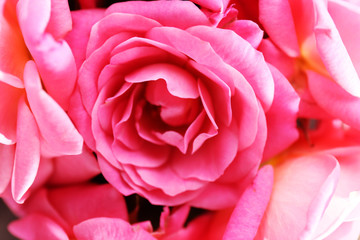 Beautiful pink roses, closeup