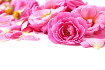 Beautiful pink rose petals, closeup