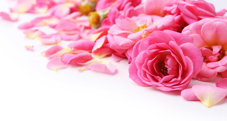 Beautiful pink rose petals, closeup