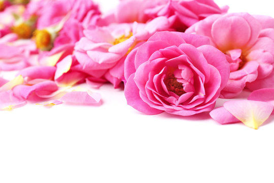 Beautiful pink rose petals, closeup