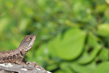 Lizard looking at something