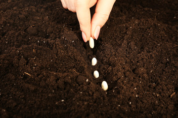 Female hand planting white bean seeds in soil, closeup