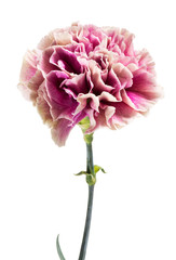 Single fresh pink carnation