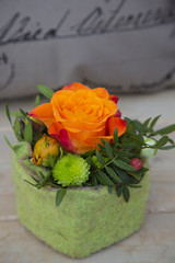 orange Rose