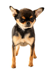 Obraz premium Cute chihuahua puppy isolated on white