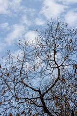 Fototapeta na wymiar Dry tree sky on background