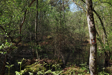 balisage bleu et mare de la forêt de Fontainebleau