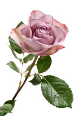 Lavender Colored Rose on White Background
