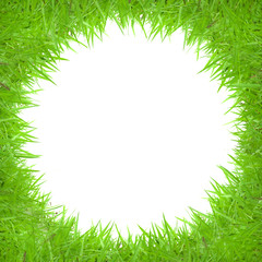 Fototapeta na wymiar Grass frame in white background