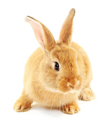 Cute brown rabbit isolated on white