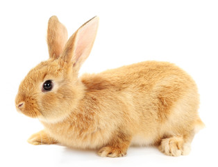Obraz premium Cute brown rabbit isolated on white