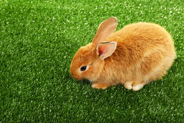Cute brown rabbit on green grass background