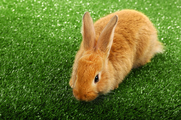 Cute brown rabbit on green grass background