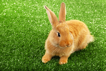 Cute brown rabbit on green grass background