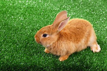 Cute brown rabbit on green grass background